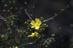 Hibbertia microphylla