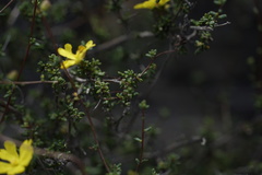 Hibbertia microphylla