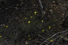 Hibbertia microphylla
