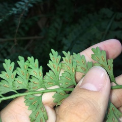 Asplenium gueinzianum