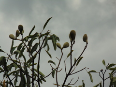 Aspidosperma