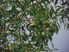 Aspidosperma