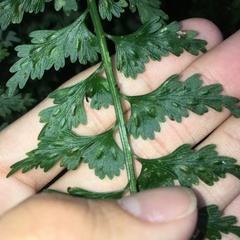Asplenium gueinzianum