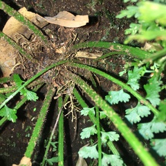 Asplenium gueinzianum