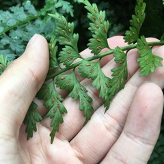 Asplenium gueinzianum