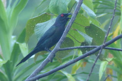 Aplonis metallica inornata