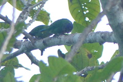 Geelvink Pygmy-Parrot photo 2