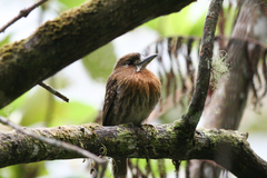 Malacoptila mystacalis