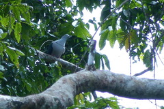 Ducula geelvinkiana