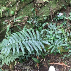 Dryopteris scottii
