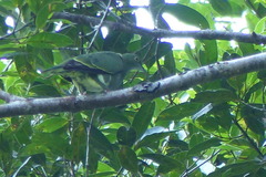 Ptilinopus speciosus