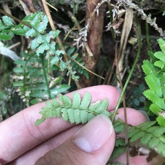 Polystichum hancockii