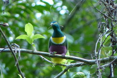 Ptilinopus speciosus