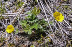 Potentilla uniflora