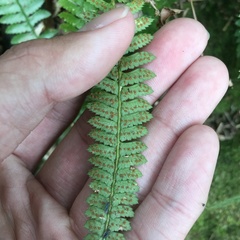 Polystichum hancockii