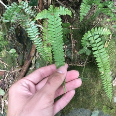Polystichum hancockii