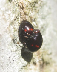 Chilocorus bipustulatus