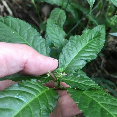 Mercurialis leiocarpa