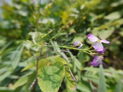 Raphanus sativus raphanistroides