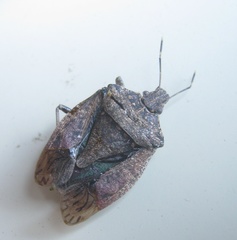 Halyomorpha halys