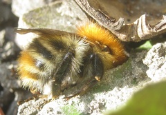 Bombus pascuorum