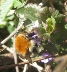 Bombus pascuorum