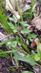 Perideridia gairdneri