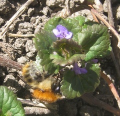 Bombus pascuorum