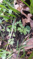 Perideridia gairdneri