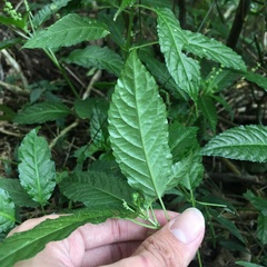 Mercurialis leiocarpa