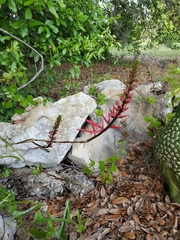 Erythrina herbacea image