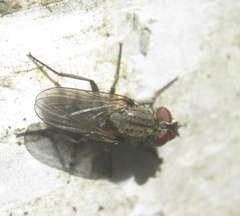 Anthomyiidae