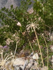 Phlojodicarpus sibiricus