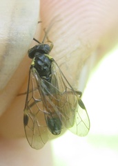 Aglaostigma aucupariae