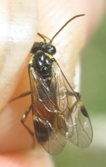 Aglaostigma aucupariae