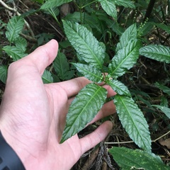 Mercurialis leiocarpa