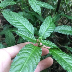 Mercurialis leiocarpa