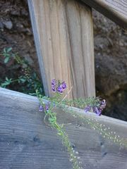 Anarrhinum