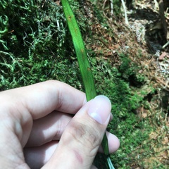 Haplopteris flexuosa
