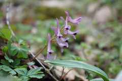 Corydalis paczoskii