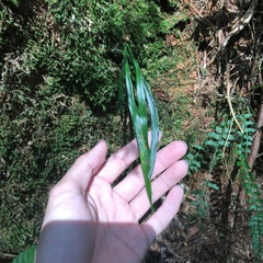 Haplopteris flexuosa