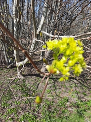 Acer platanoides