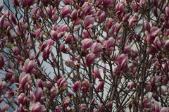 Magnolia