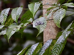 Cyclosia pieridoides
