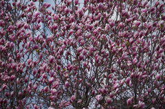 Magnolia