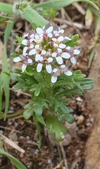 Iberis odorata image