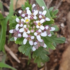 Iberis odorata image