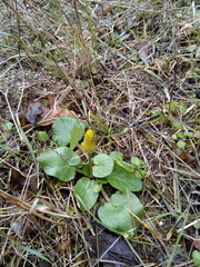 Ficaria verna calthifolia