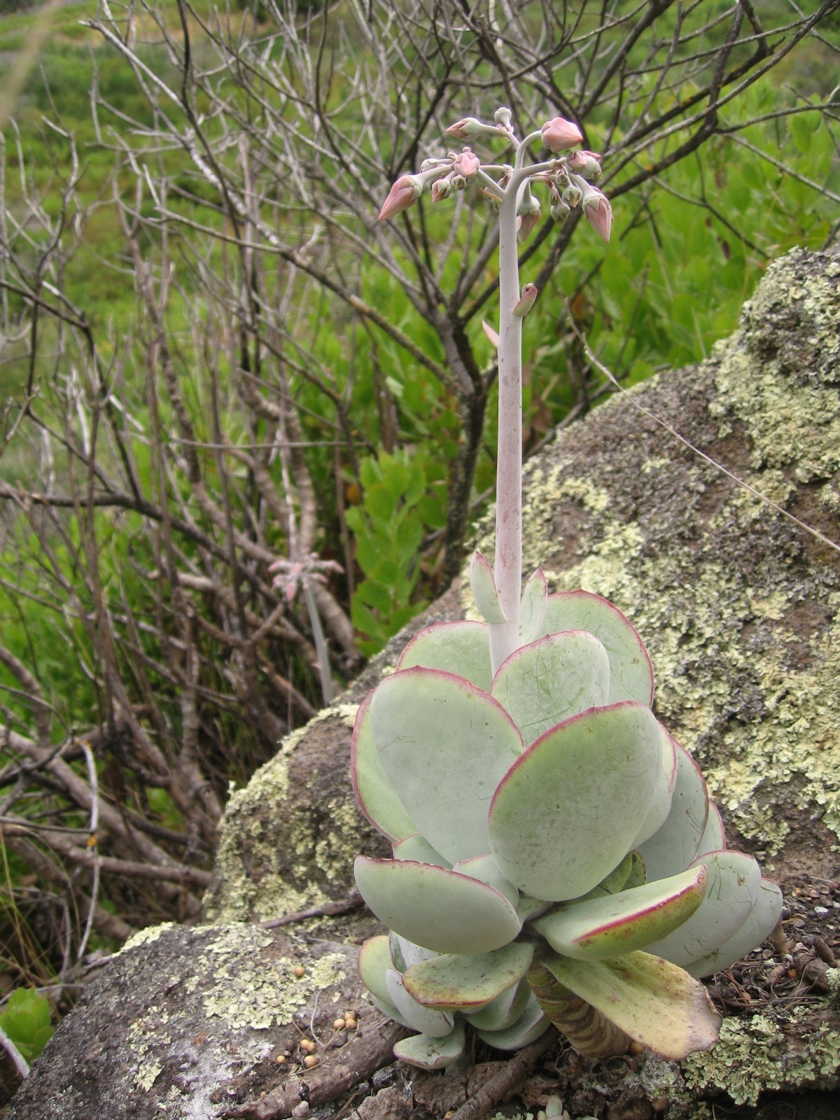 Pig's Ears (Genus Cotyledon)  iNaturalist