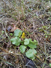 Ficaria verna calthifolia
